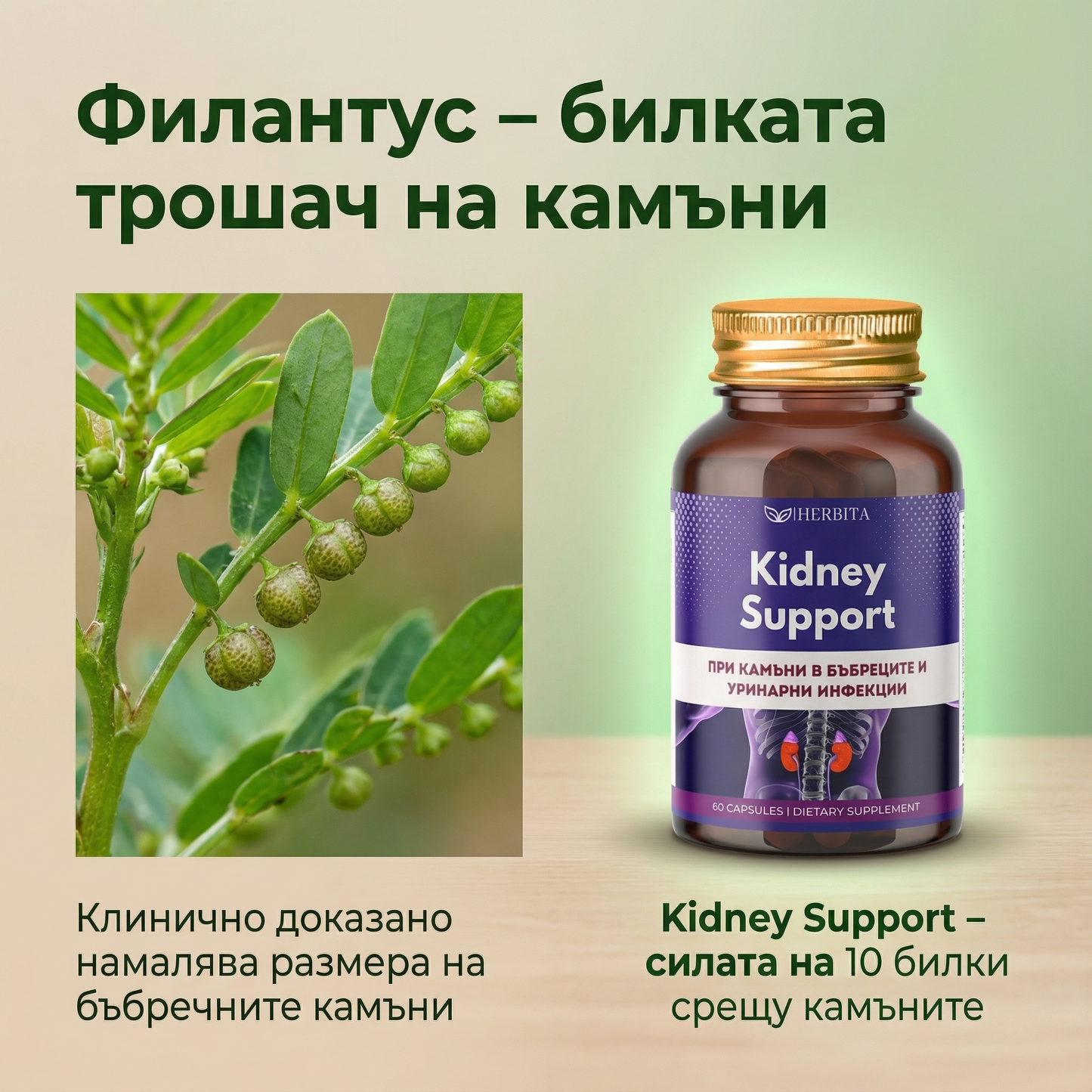 Kidney Support - За камъни в бъбреците и уринарни инфекции